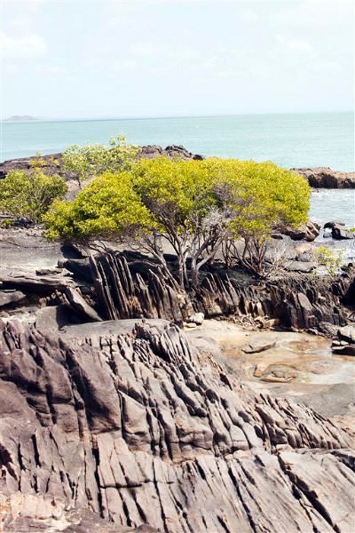 2885 Cape York 550D Aug11 (Medium).jpg